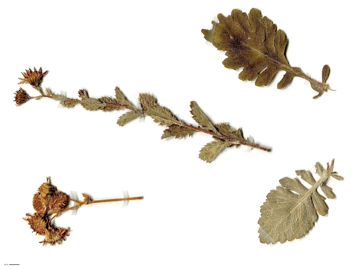 Jacobaea erucifolia subsp. erucifolia (Asteraceae)